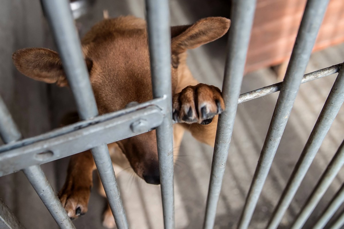 Akcja "Mrozy". Schronisko w Krakowie prosi o tymczasowe adopcje psów