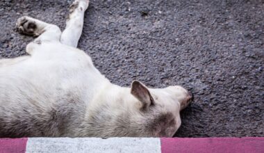 Gmina Bolimów: 16 martwych psów na terenie jednej z posesji
