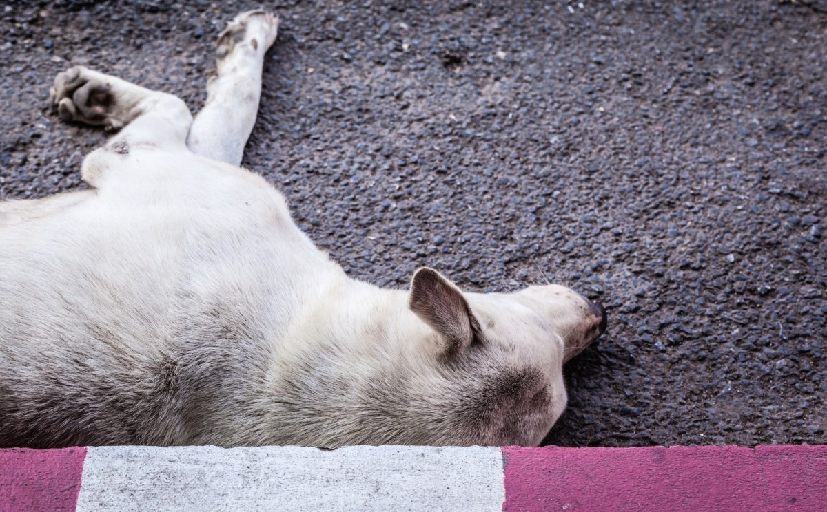 Gmina Bolimów: 16 martwych psów na terenie jednej z posesji