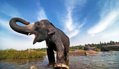 Indie. Słoń zabił co najmniej 20 osób w pierwszych dniach stycznia. Wśród ofiar są dzieci