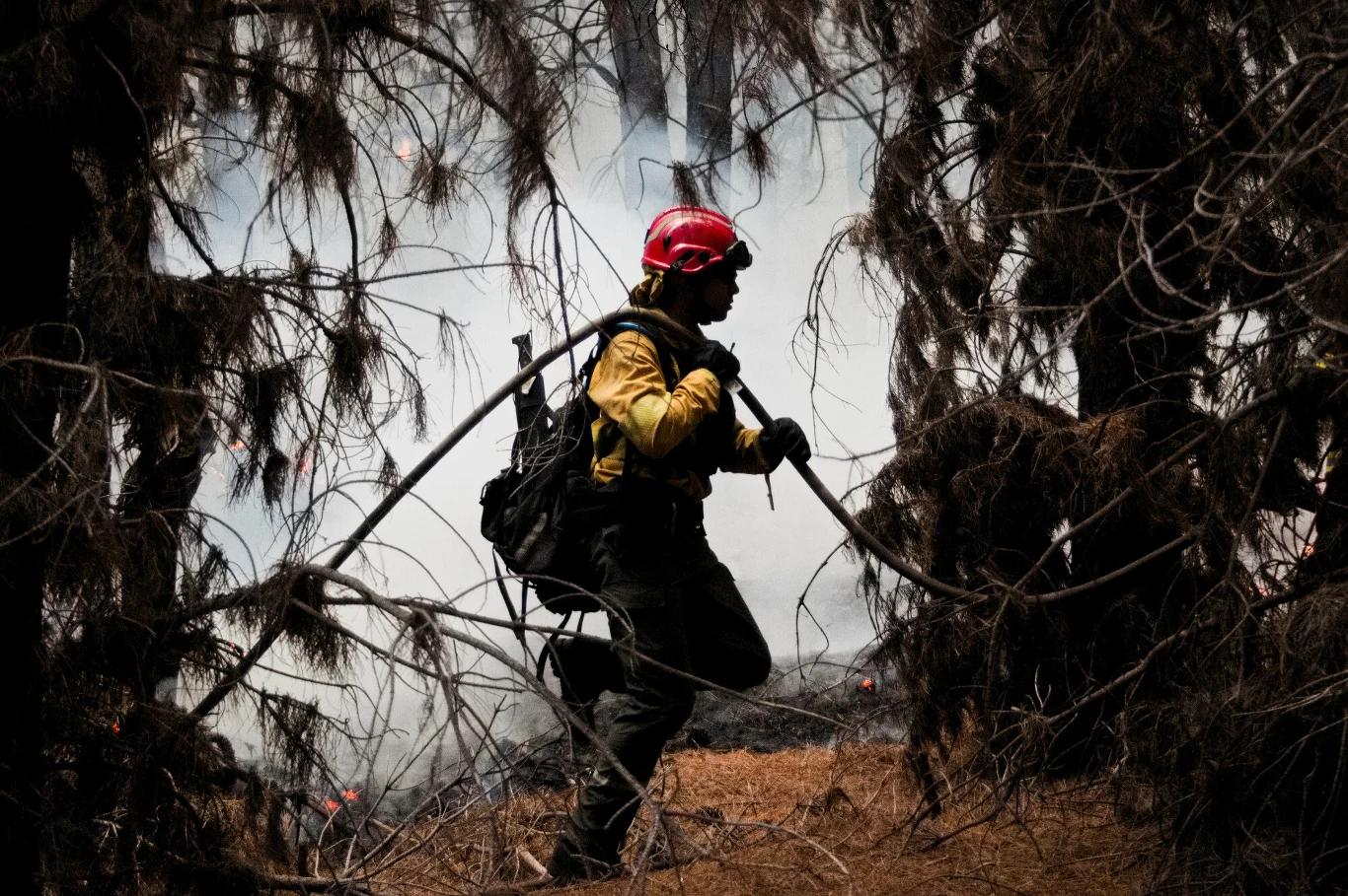 Strażak w żółtym mundurze i czerwonym kasku przechodzi przez spalone, zadymione leśne drzewa, niosąc sprzęt gaśniczy i wąż pożarniczy.