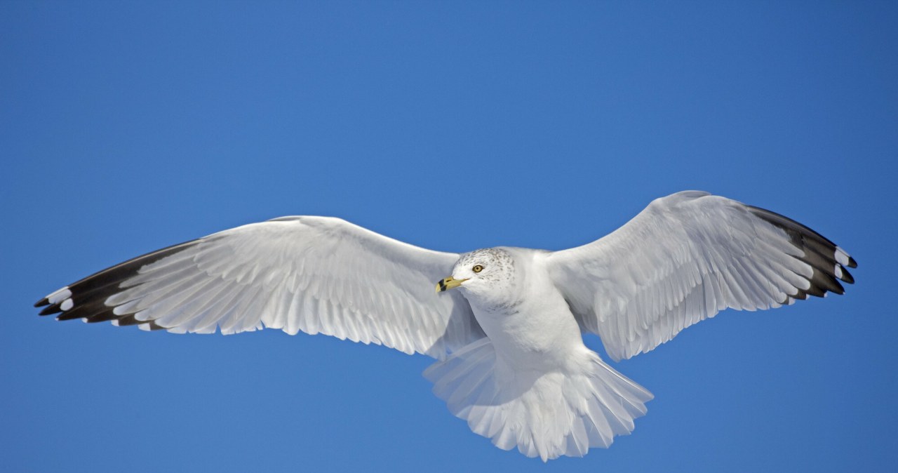 Przejdź na stronę główną INTERIA.PL