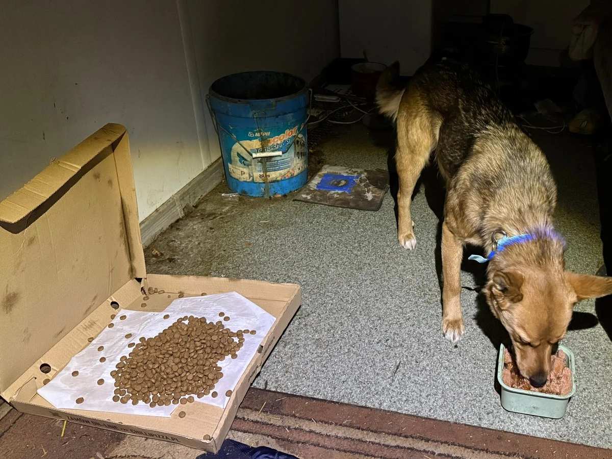 Pies jedzący z metalowej miski położonej na podłodze, obok stoi otwarty karton z rozsypaną karmą oraz niebieskie wiadro na tle skromnego wnętrza.