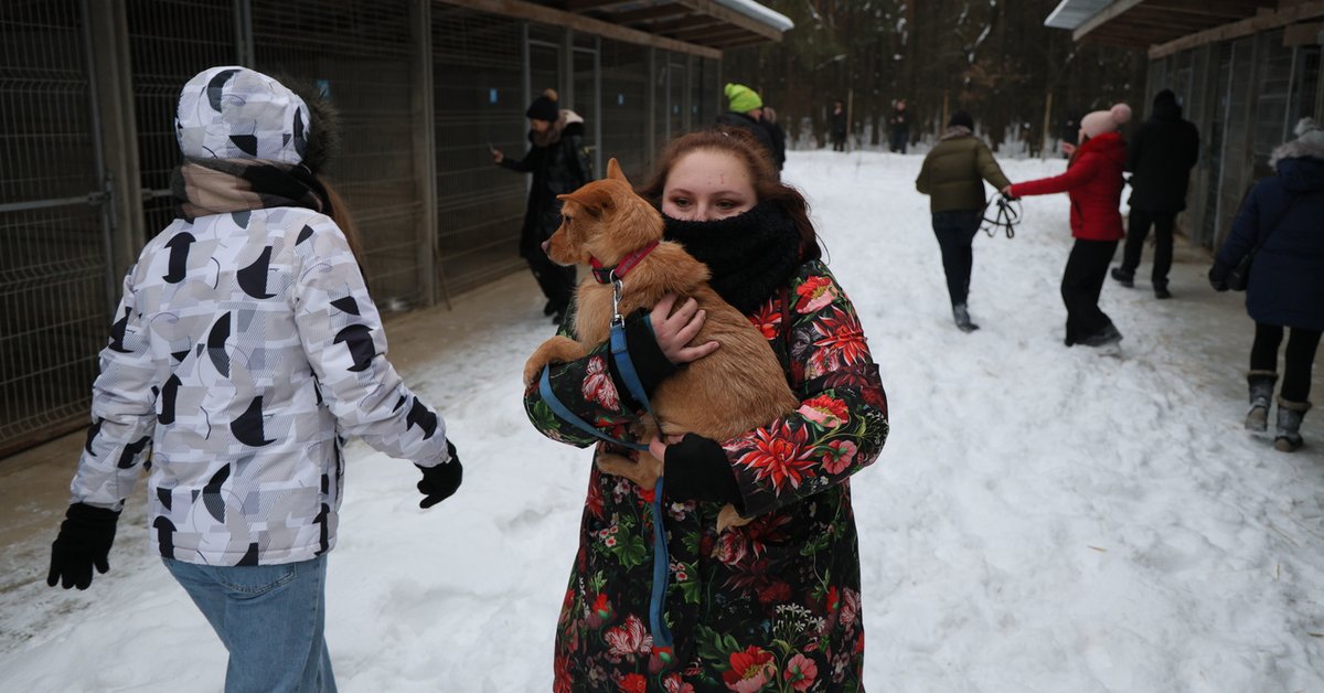 Schroniska dla zwierząt pod lupą. Nieprawidłowości w 40 placówkach