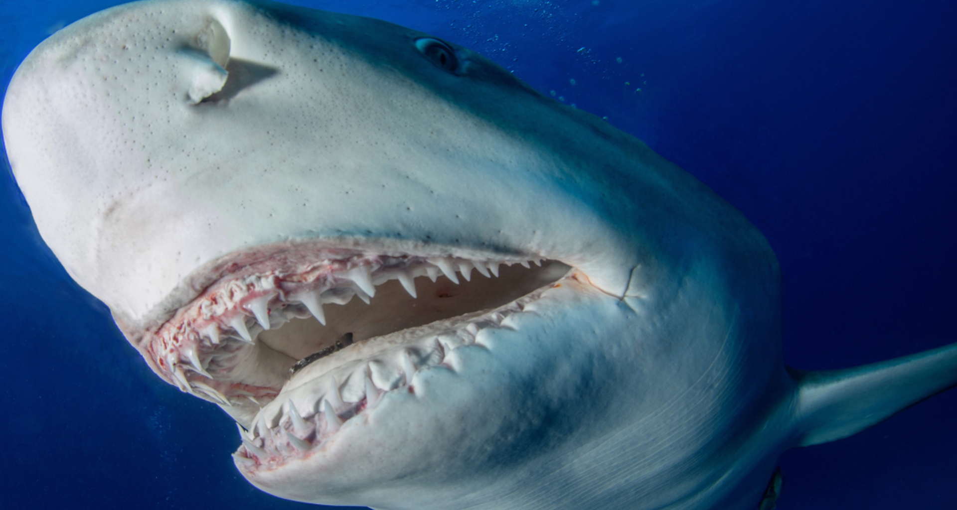 Atak rekina przy słynnej plaży. "Nie przeżyła"