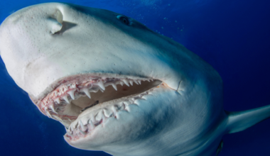 Atak rekina przy słynnej plaży. "Nie przeżyła"