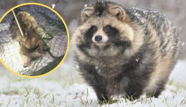 Przygarnęła z drogi zabłąkanego zwierzaka. "Wcale nie siedzi pies"