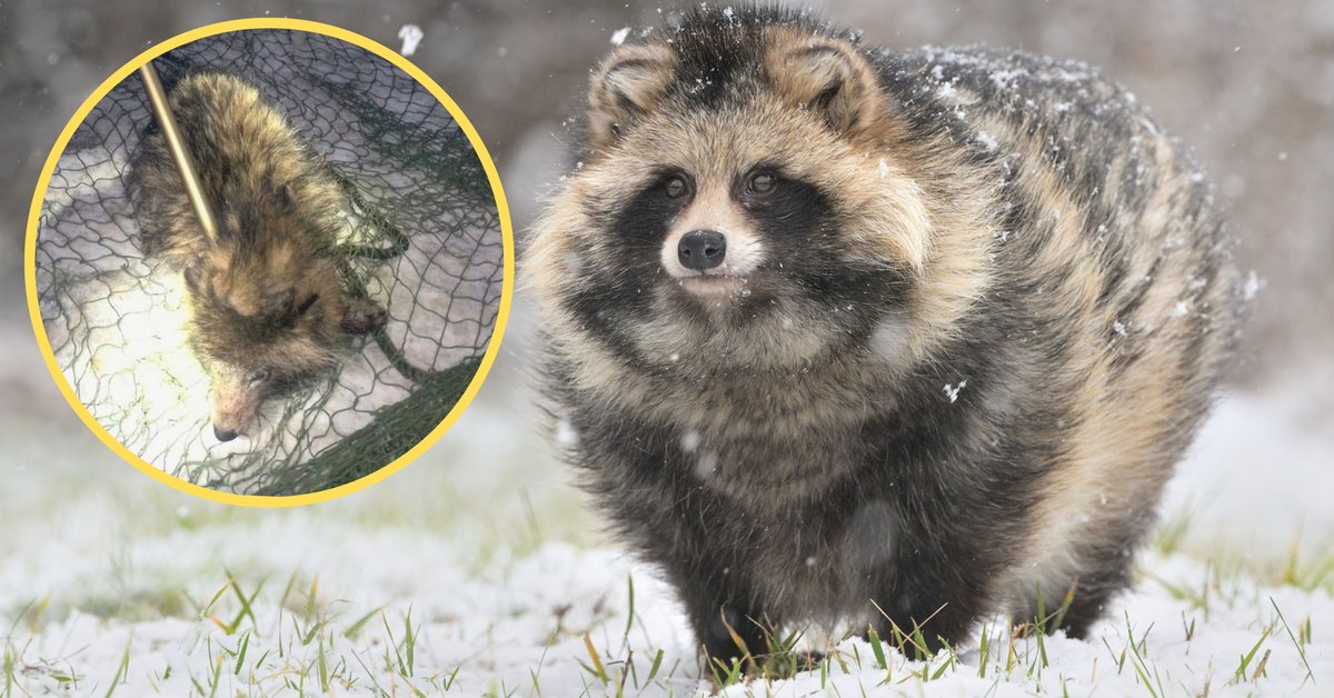 Przygarnęła z drogi zabłąkanego zwierzaka. "Wcale nie siedzi pies"