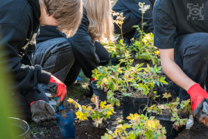 Będą nowe ogrody deszczowe. Miasto czeka na zgłoszenia mieszkańców