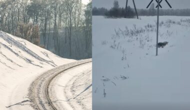 Wyziębiona suczka znaleziona przy torach w Wielbarku. "Było widać, że słabnie"