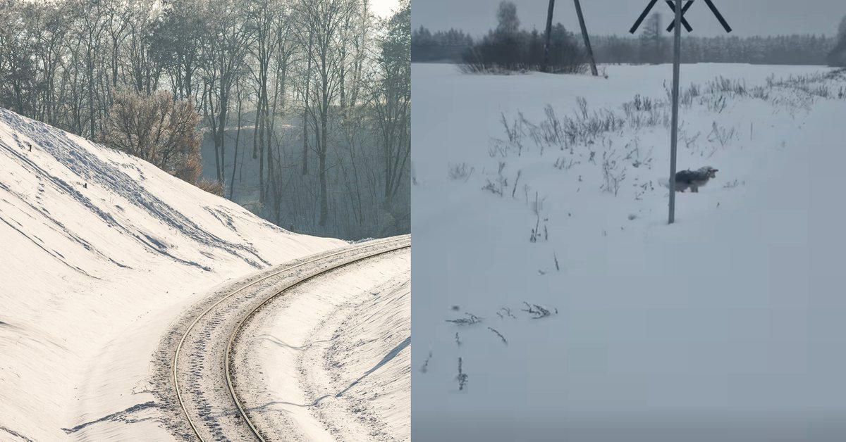 Wyziębiona suczka znaleziona przy torach w Wielbarku. "Było widać, że słabnie"