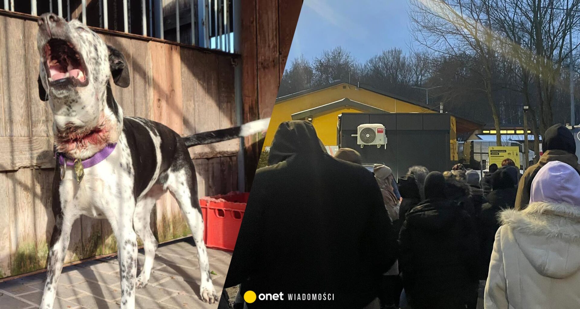 "Fekalia, szczury i niedożywione psy". Awantura wokół schroniska w Bytomiu