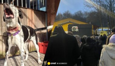 "Fekalia, szczury i niedożywione psy". Awantura wokół schroniska w Bytomiu
