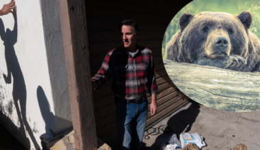 Mężczyzna wychodzący z budynku obok niedźwiedzia leżącego na drzewie.