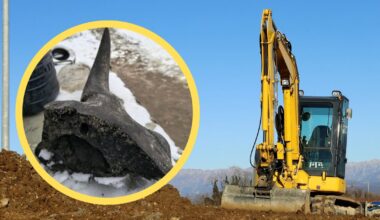 Niecodzienne znalezisko na Mazowszu. To fragment czaszki żubra stepowego