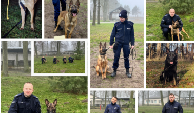 Nowy pies służbowy w gryfickiej policji