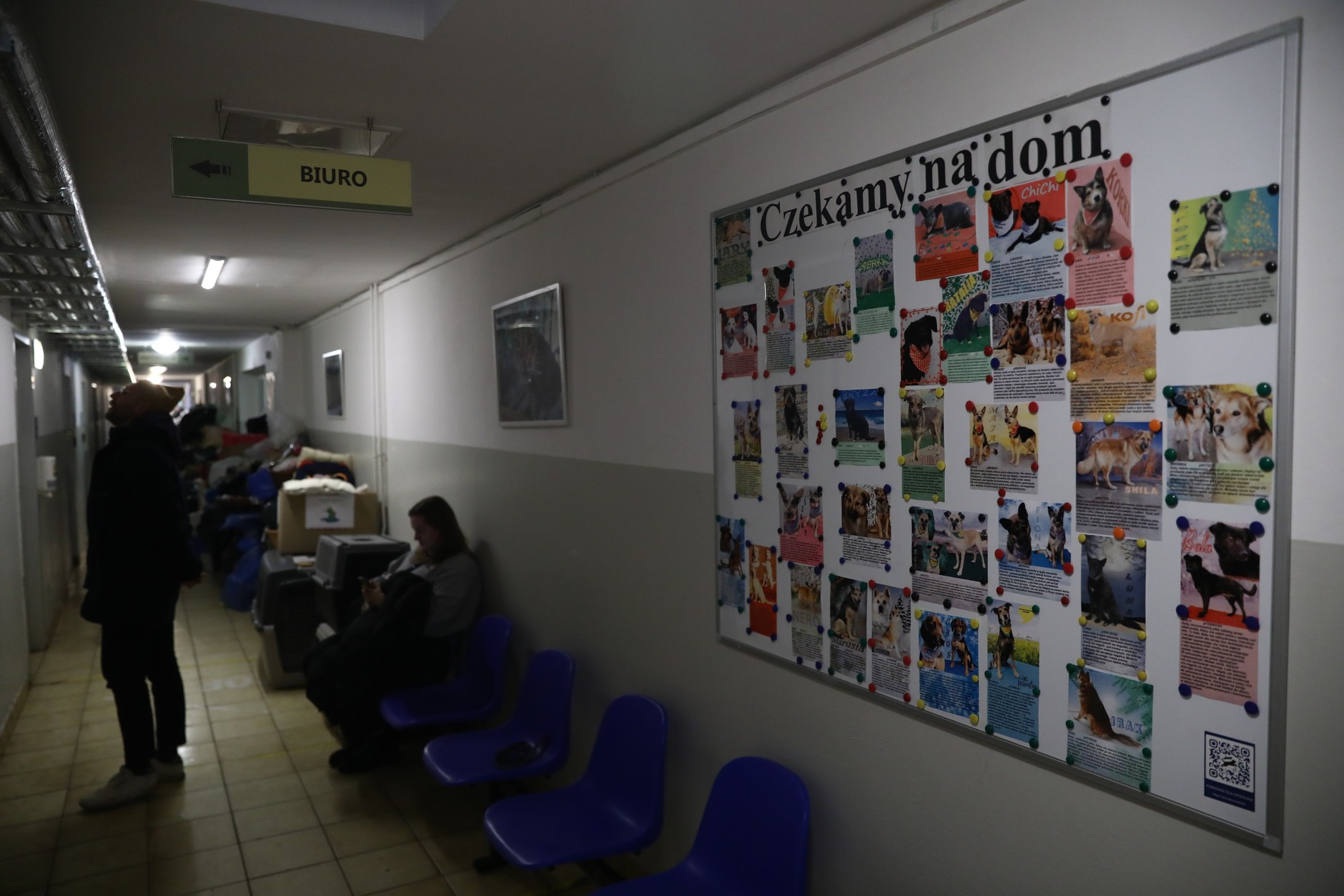 Krakowskie schronisko dla zwierząt