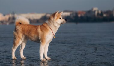 Pies rasy Akita, fot. ilustracyjne