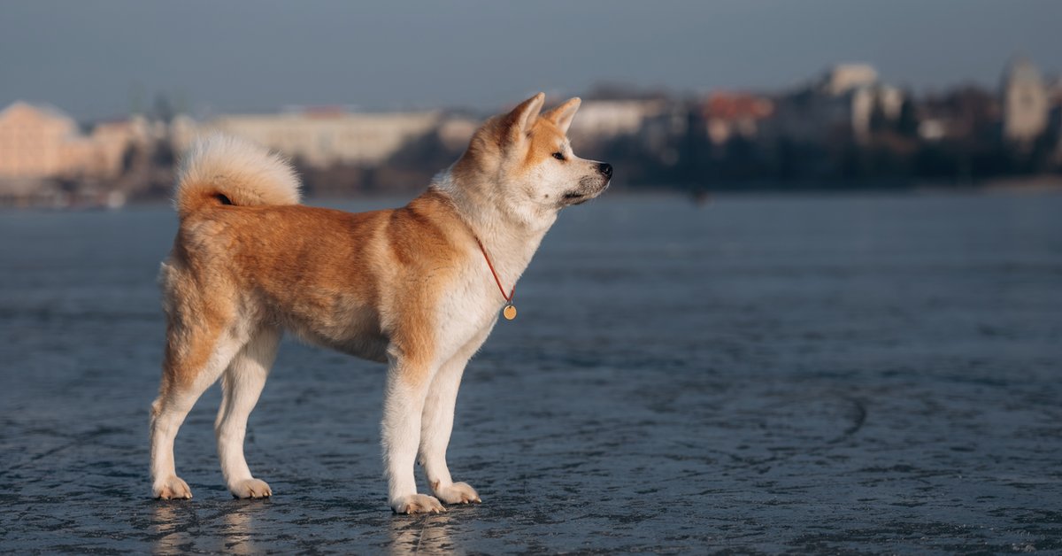 Pies rasy Akita, fot. ilustracyjne