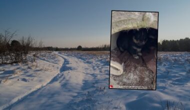 Szczeniaki porzucone w betonowym tunelu. "Jak one przetrwały?"