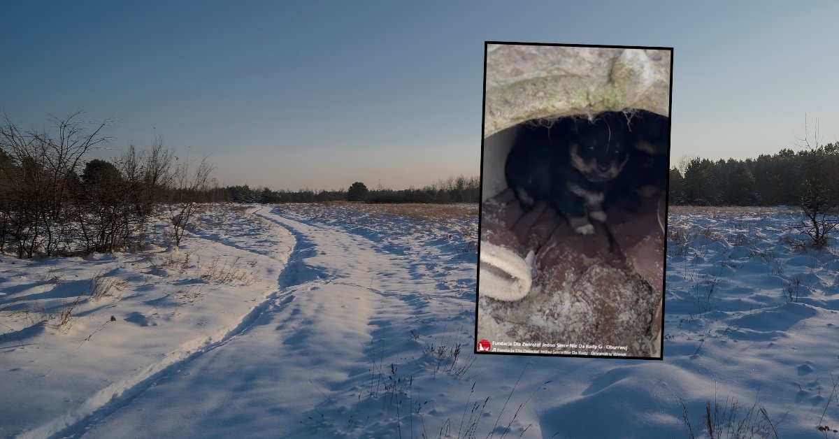 Szczeniaki porzucone w betonowym tunelu. "Jak one przetrwały?"