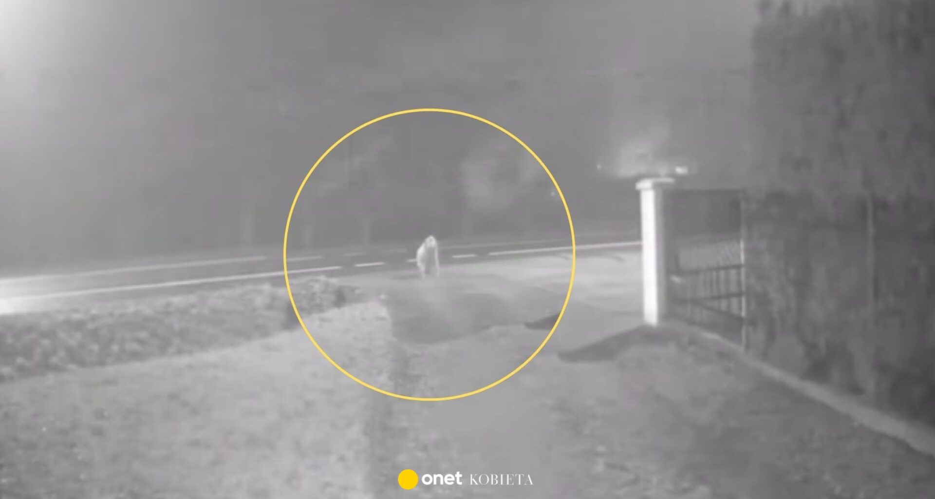 Potrącił 85-latkę i uciekł. Wołała o pomoc, ale kierowcy ją mijali - Kobieta Onet