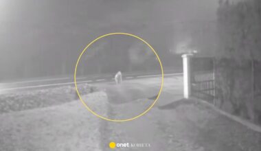 Potrącił 85-latkę i uciekł. Wołała o pomoc, ale kierowcy ją mijali - Kobieta Onet