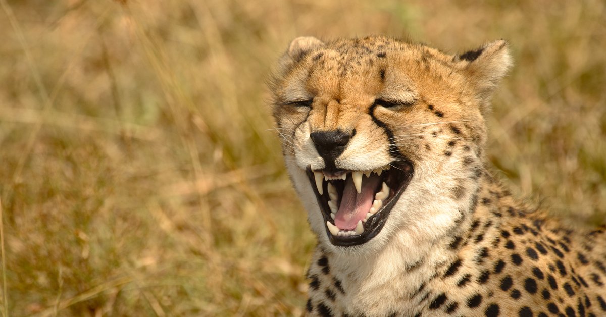 Groźny drapieżnik w lasach pod Koszalinem. Władze wydały pilny apel - Onet