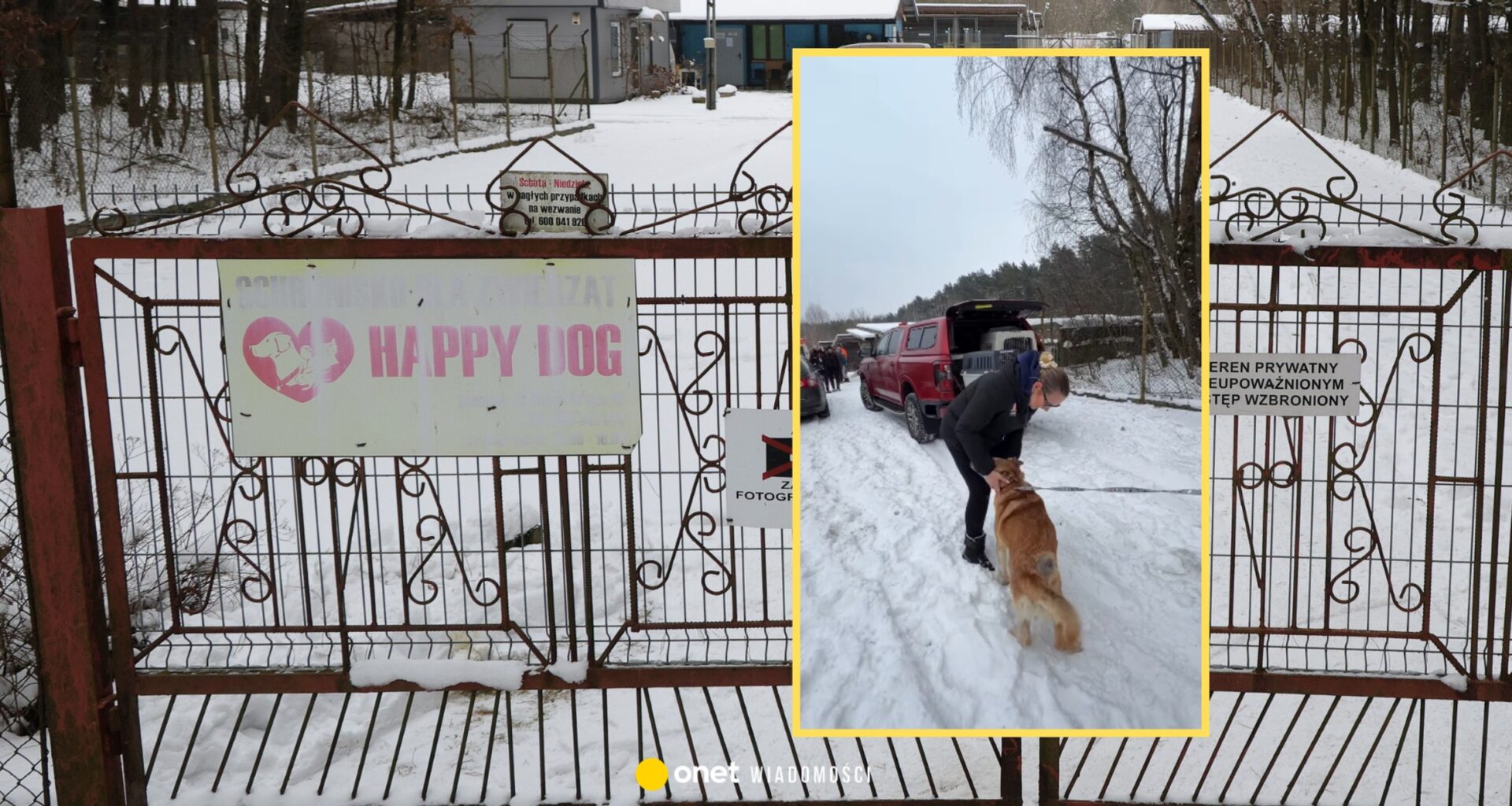 Wszystkie zwierzęta opuściły schronisko w Sobolewie. Poruszający widok [WIDEO]