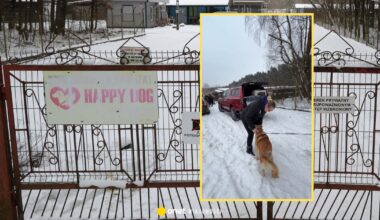 Wszystkie zwierzęta opuściły schronisko w Sobolewie. Poruszający widok [WIDEO]