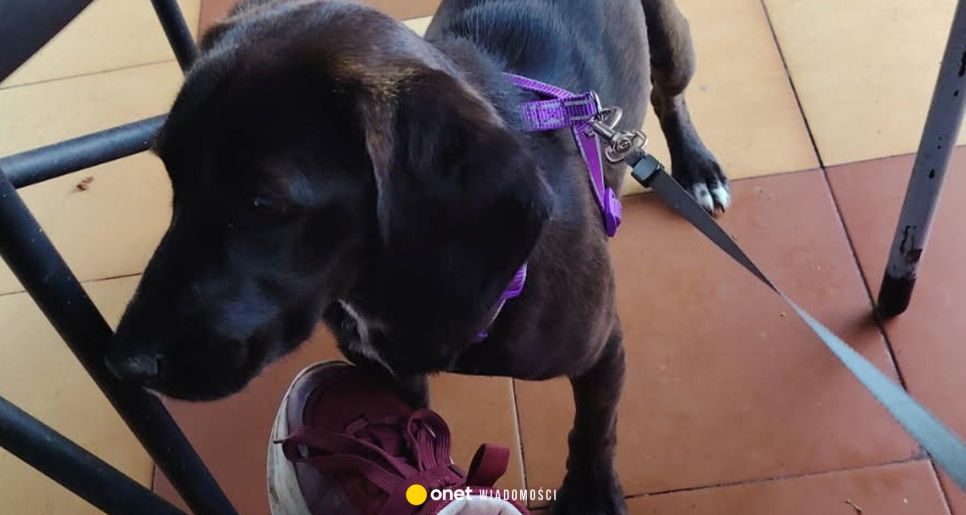 zarabiali na przetrzymywaniu mojego psa