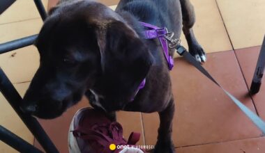 zarabiali na przetrzymywaniu mojego psa