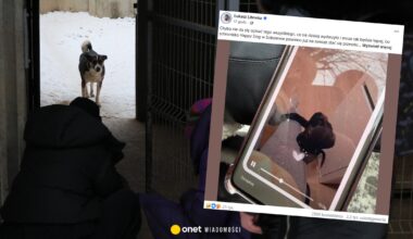 Ola straciła psa w schronisku w Sobolewie. Takich przypadków może być więcej