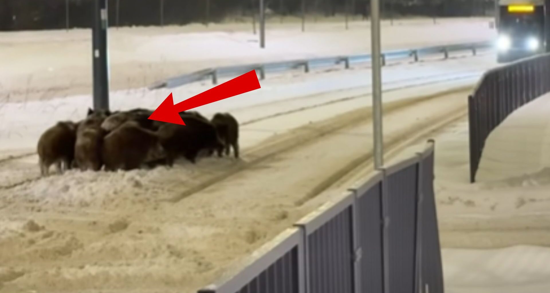 Irańska artystka napisała list do Trumpa. "Błagam"