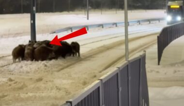 Irańska artystka napisała list do Trumpa. "Błagam"