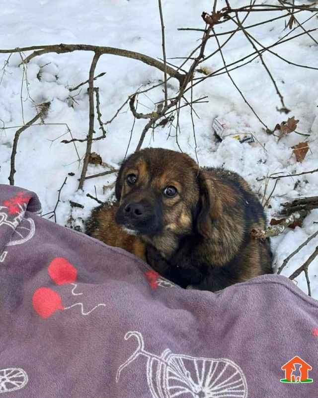 Fundacja Judyta apeluje o pomoc dla psów