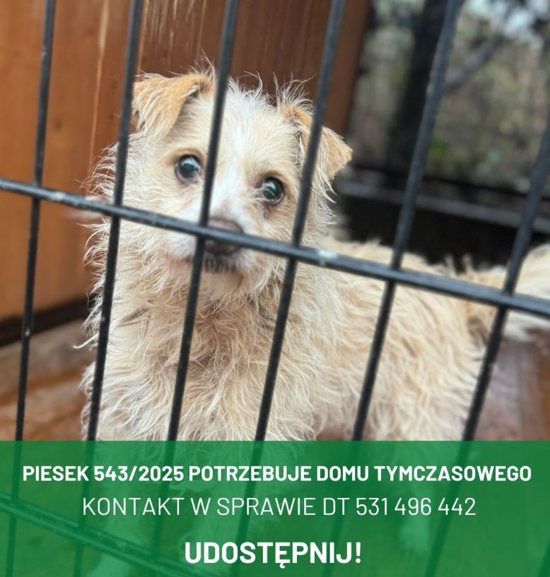 Psy ze schroniska w Świdnicy szukają domów tymczasowych