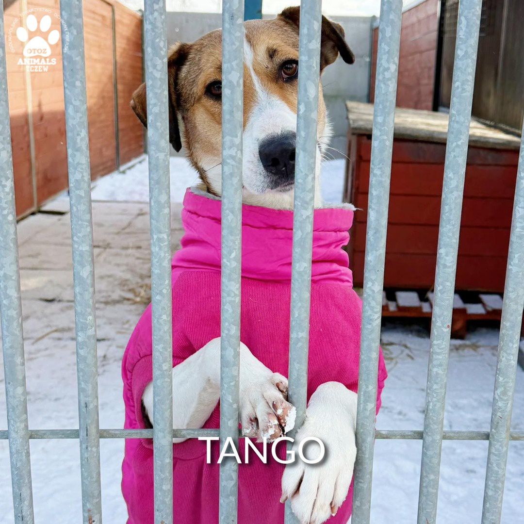 Schronisko w Tczewie prosi o pomoc