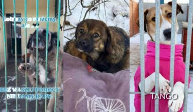 Zgrzyty u kandydatów Doroty w "Żona dla Polaka. Toronto". Poszło o... sypialnię. "Jak dzieci, kur*a"