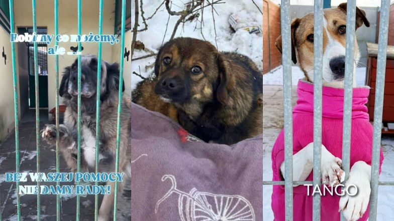 Zgrzyty u kandydatów Doroty w "Żona dla Polaka. Toronto". Poszło o... sypialnię. "Jak dzieci, kur*a"