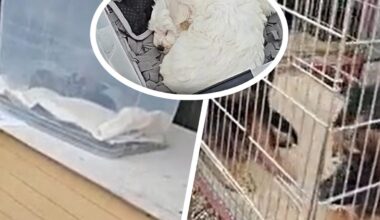 Był 500 m od brzegu. "Nie wykazuje żadnych ruchów". Akcja w Pucku