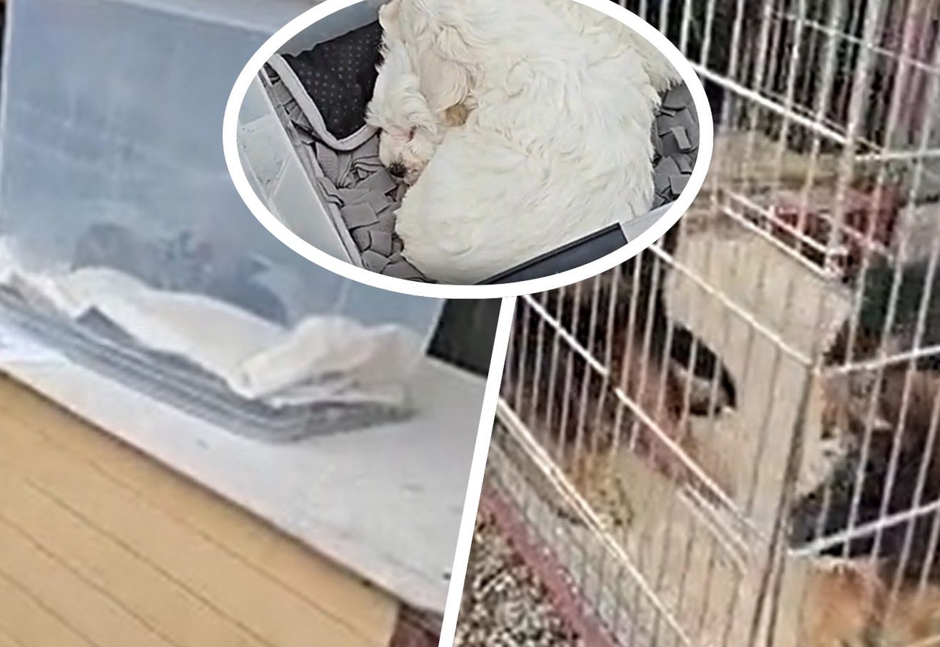 Był 500 m od brzegu. "Nie wykazuje żadnych ruchów". Akcja w Pucku