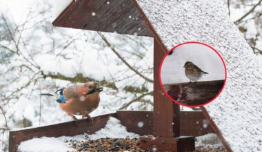 To miejsce zachwyca nie tylko pielgrzymów. Nazywają je śląską Kaplicą Sykstyńską