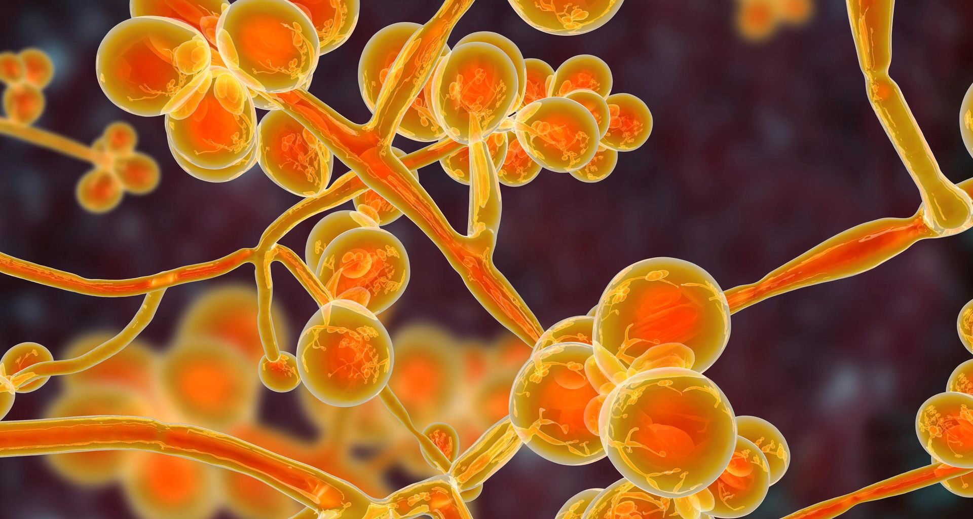 Niemiecka haubica na Półwyspie Apenińskim? Gigant podejmuje rękawicę