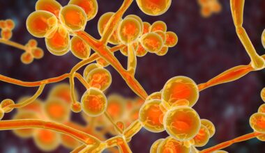 Niemiecka haubica na Półwyspie Apenińskim? Gigant podejmuje rękawicę