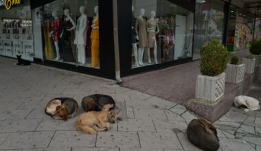 Zmarł prof. Mieczysław Mąkosza. Był wybitnym chemikiem