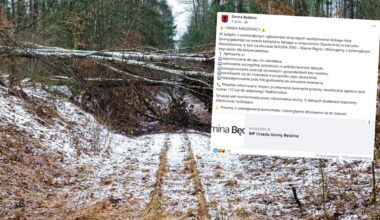 Duży dziki kot grasuje w lesie na Pomorzu. "Potencjalne zagrożenie" - Onet