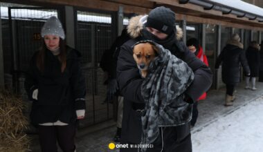Sprawa schroniska w Sobolewie. Nowe informacje. "To cud, że te psy przeżyły"