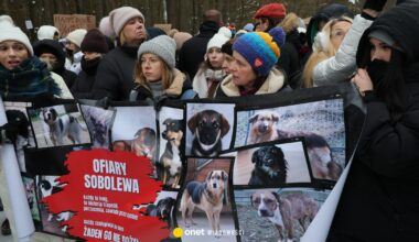 Sprawa schroniska dla zwierząt w Sobolewie. Wojewoda żąda wyjaśnień