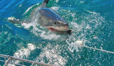 Śmiertelny atak rekina. "Przypłynąłem z nią na brzeg, tak szybko, jak mogłem"